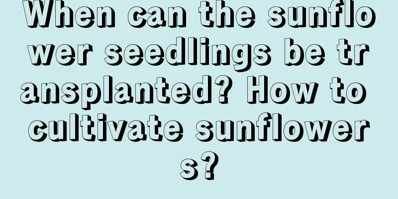 When can the sunflower seedlings be transplanted? How to cultivate sunflowers?