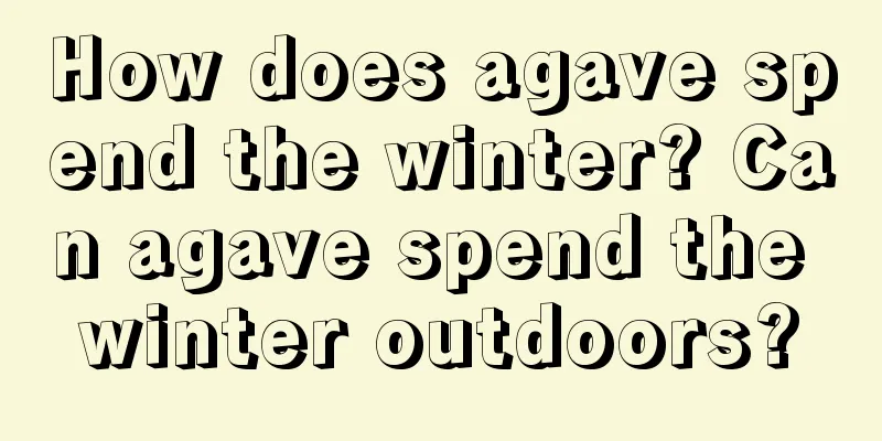 How does agave spend the winter? Can agave spend the winter outdoors?