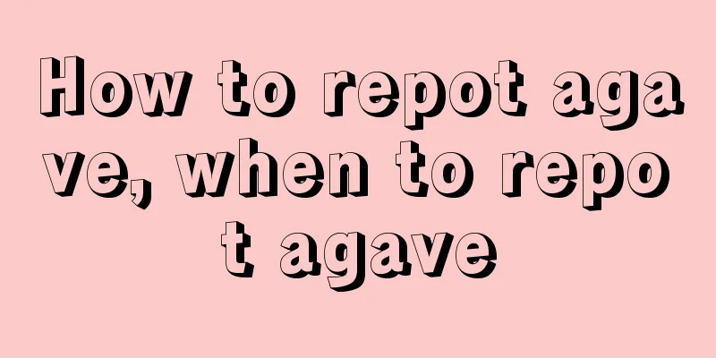 How to repot agave, when to repot agave