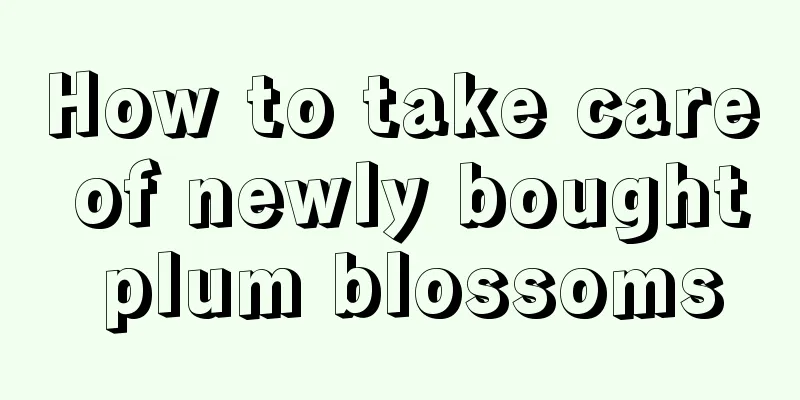 How to take care of newly bought plum blossoms