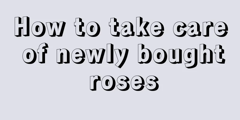 How to take care of newly bought roses