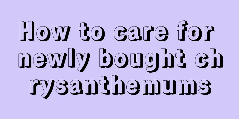 How to care for newly bought chrysanthemums