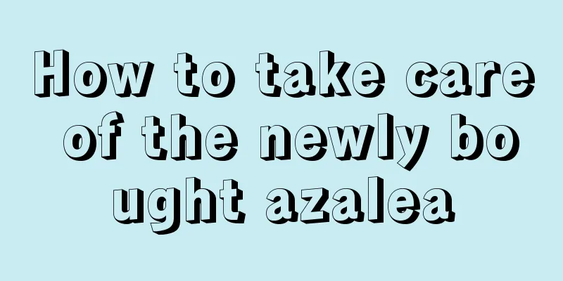 How to take care of the newly bought azalea