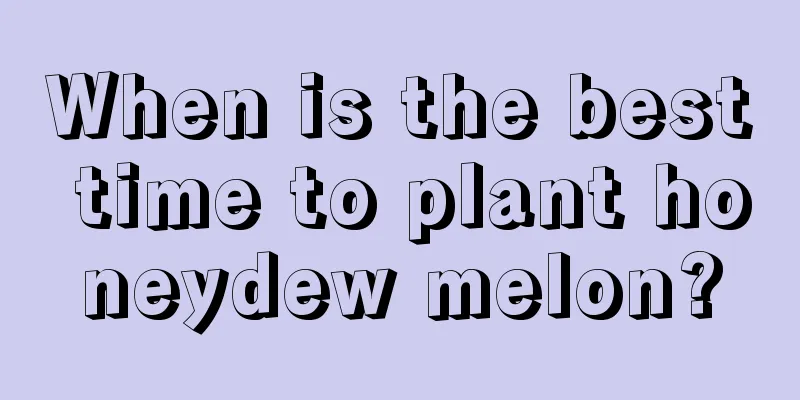 When is the best time to plant honeydew melon?