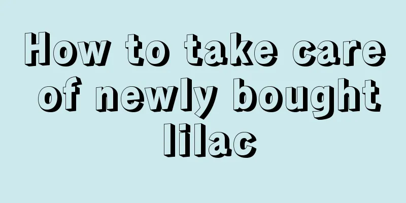 How to take care of newly bought lilac