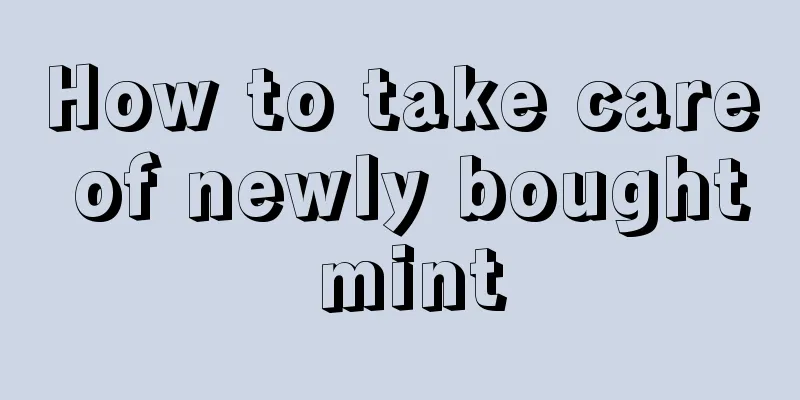 How to take care of newly bought mint