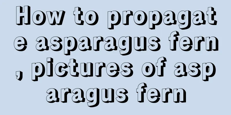 How to propagate asparagus fern, pictures of asparagus fern