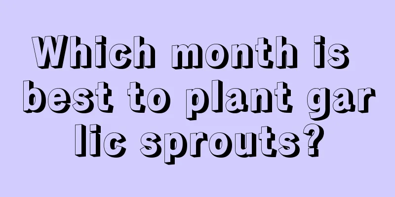 Which month is best to plant garlic sprouts?