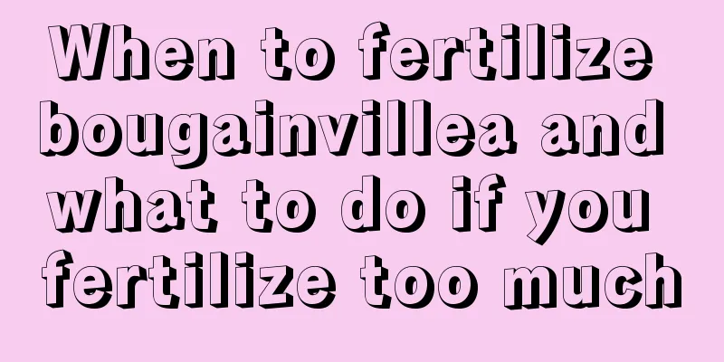 When to fertilize bougainvillea and what to do if you fertilize too much