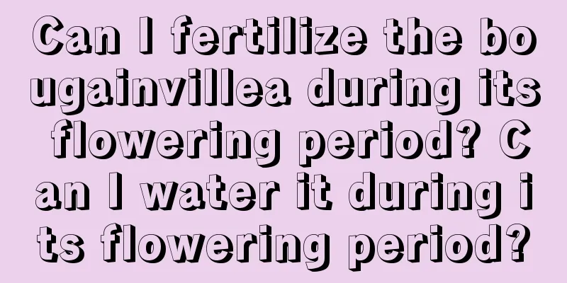 Can I fertilize the bougainvillea during its flowering period? Can I water it during its flowering period?