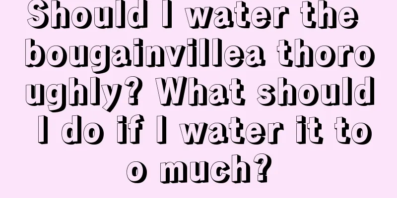 Should I water the bougainvillea thoroughly? What should I do if I water it too much?