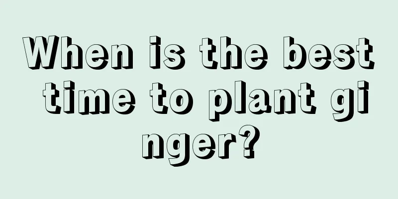 When is the best time to plant ginger?