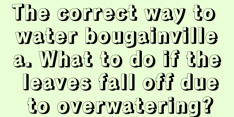 The correct way to water bougainvillea. What to do if the leaves fall off due to overwatering?