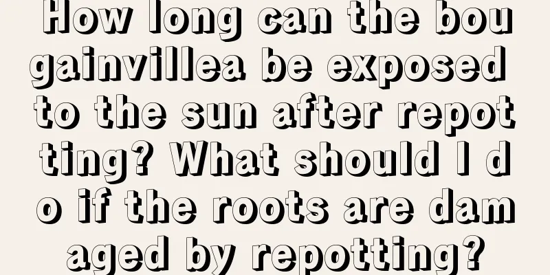 How long can the bougainvillea be exposed to the sun after repotting? What should I do if the roots are damaged by repotting?