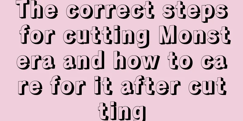 The correct steps for cutting Monstera and how to care for it after cutting