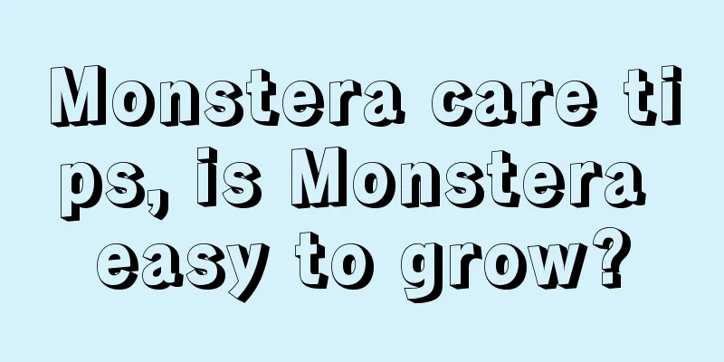 Monstera care tips, is Monstera easy to grow?