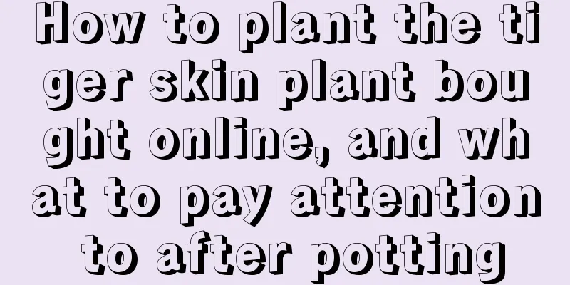 How to plant the tiger skin plant bought online, and what to pay attention to after potting