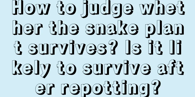 How to judge whether the snake plant survives? Is it likely to survive after repotting?