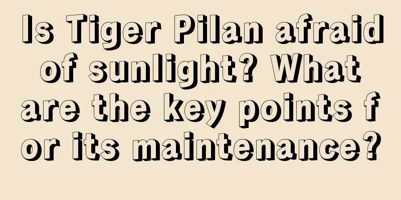 Is Tiger Pilan afraid of sunlight? What are the key points for its maintenance?