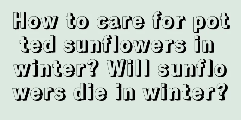 How to care for potted sunflowers in winter? Will sunflowers die in winter?