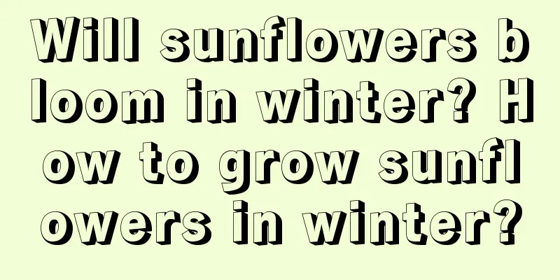 Will sunflowers bloom in winter? How to grow sunflowers in winter?