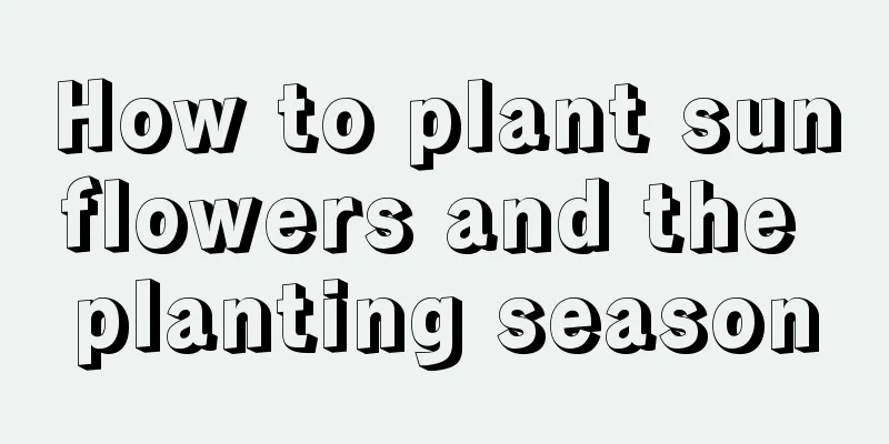 How to plant sunflowers and the planting season