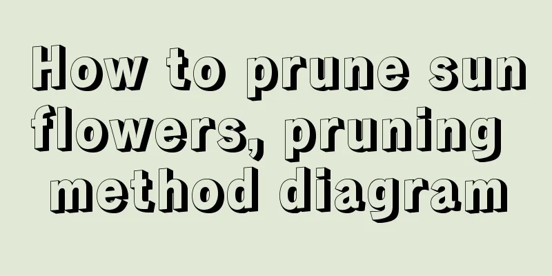 How to prune sunflowers, pruning method diagram