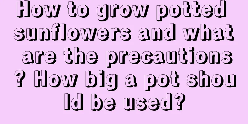 How to grow potted sunflowers and what are the precautions? How big a pot should be used?