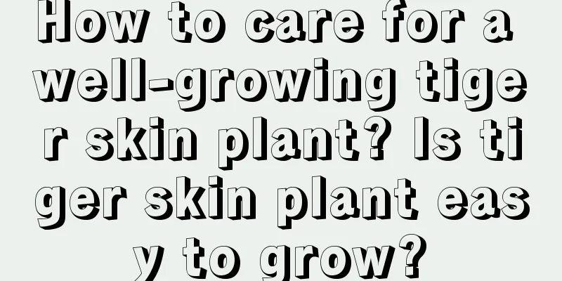 How to care for a well-growing tiger skin plant? Is tiger skin plant easy to grow?