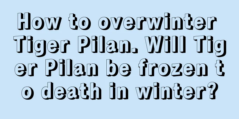 How to overwinter Tiger Pilan. Will Tiger Pilan be frozen to death in winter?