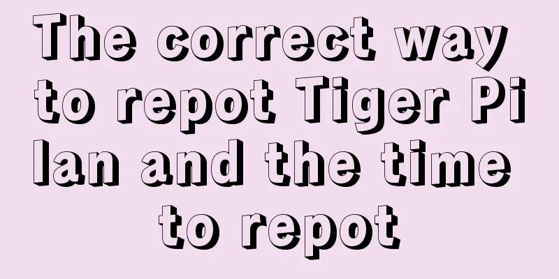 The correct way to repot Tiger Pilan and the time to repot