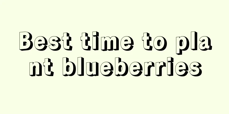 Best time to plant blueberries