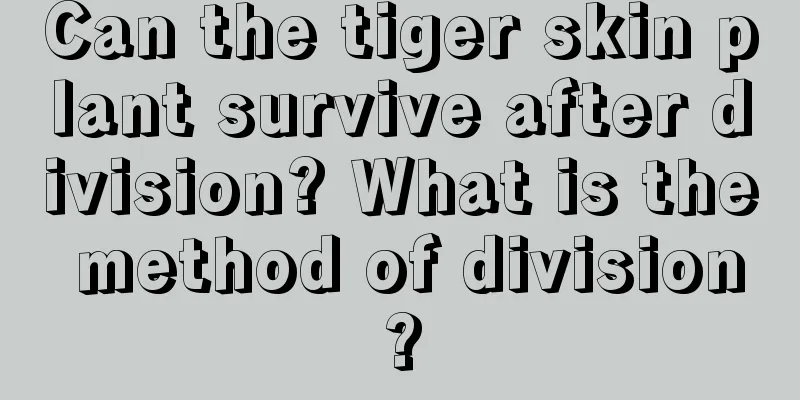 Can the tiger skin plant survive after division? What is the method of division?