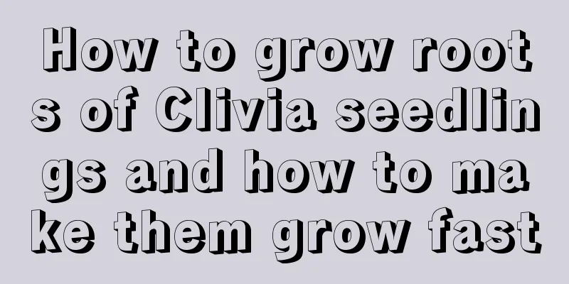 How to grow roots of Clivia seedlings and how to make them grow fast