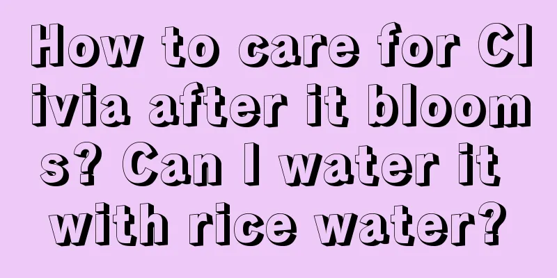 How to care for Clivia after it blooms? Can I water it with rice water?