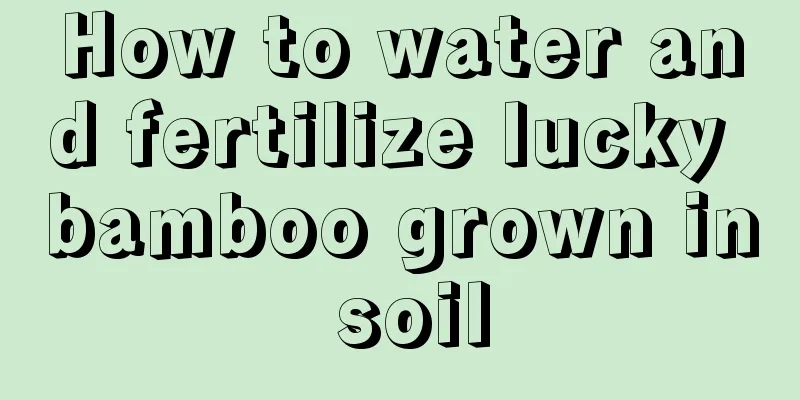 How to water and fertilize lucky bamboo grown in soil