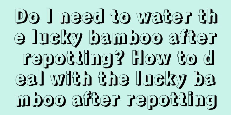 Do I need to water the lucky bamboo after repotting? How to deal with the lucky bamboo after repotting