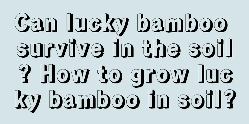 Can lucky bamboo survive in the soil? How to grow lucky bamboo in soil?