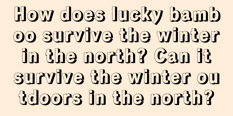 How does lucky bamboo survive the winter in the north? Can it survive the winter outdoors in the north?