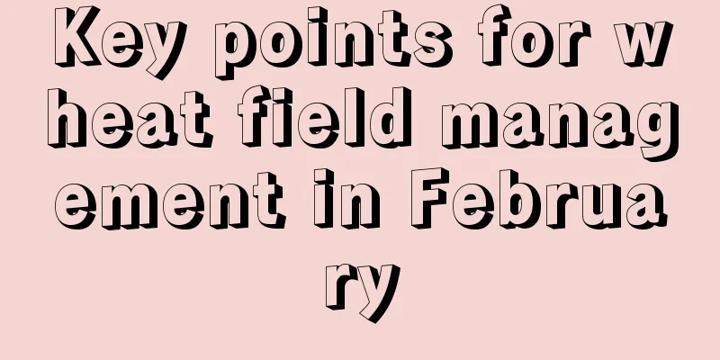 Key points for wheat field management in February