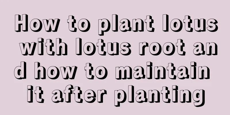 How to plant lotus with lotus root and how to maintain it after planting