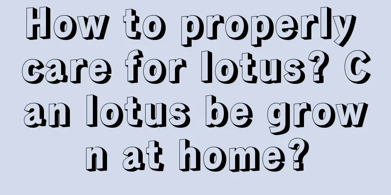 How to properly care for lotus? Can lotus be grown at home?