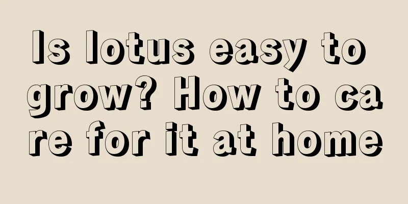 Is lotus easy to grow? How to care for it at home