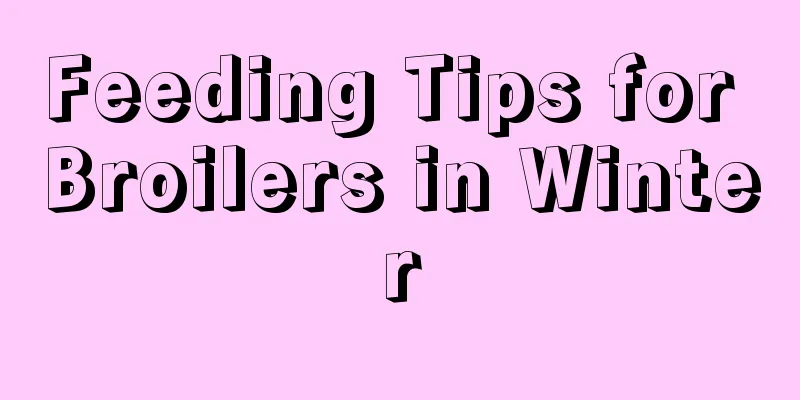 Feeding Tips for Broilers in Winter