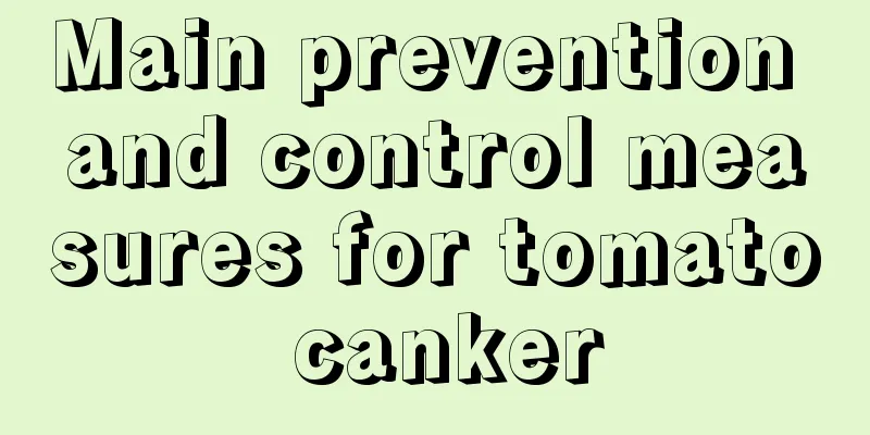 Main prevention and control measures for tomato canker