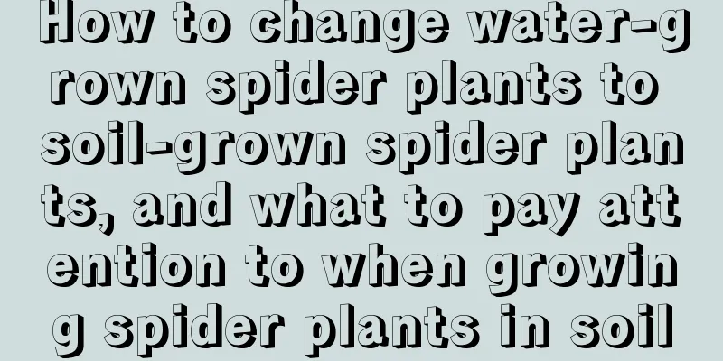 How to change water-grown spider plants to soil-grown spider plants, and what to pay attention to when growing spider plants in soil