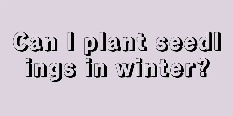 Can I plant seedlings in winter?