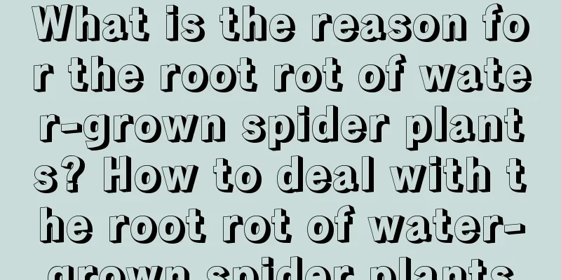 What is the reason for the root rot of water-grown spider plants? How to deal with the root rot of water-grown spider plants