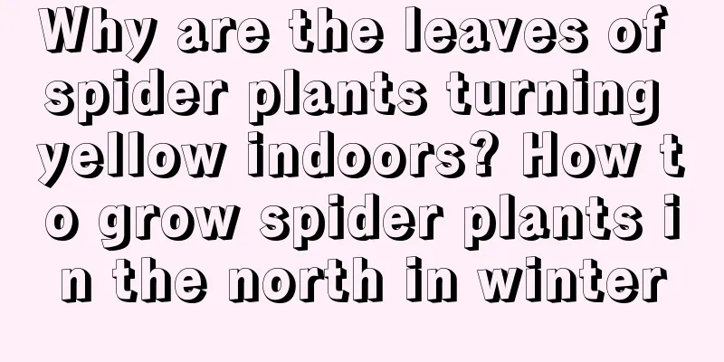 Why are the leaves of spider plants turning yellow indoors? How to grow spider plants in the north in winter