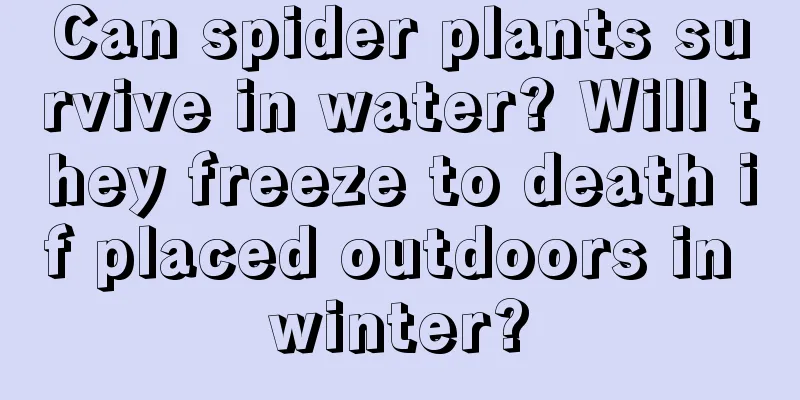 Can spider plants survive in water? Will they freeze to death if placed outdoors in winter?